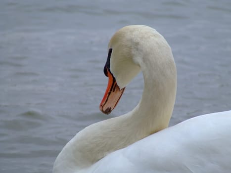 Swan