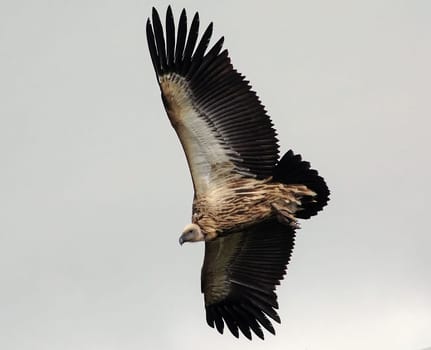 Vulture