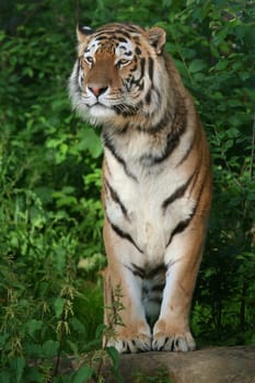 majestic