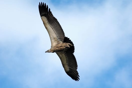 Vulture
