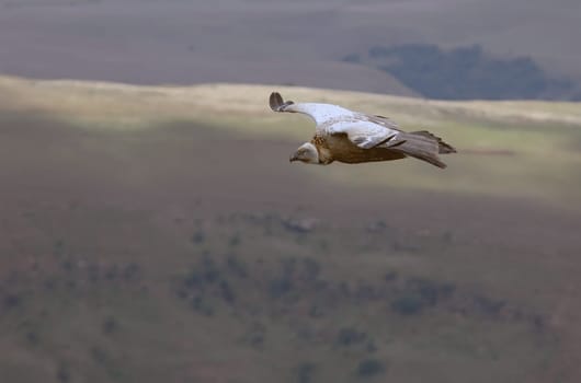 Vulture