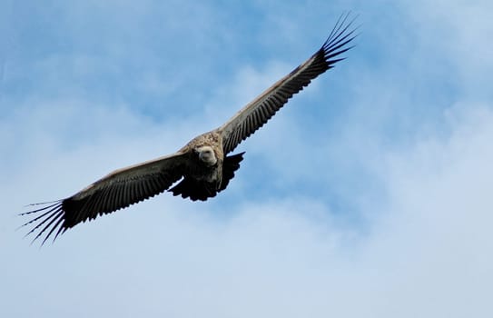 Vulture
