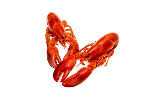 Lobster