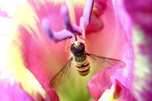 Hoverfly in Gladiolus