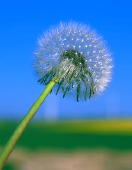 Dandelion