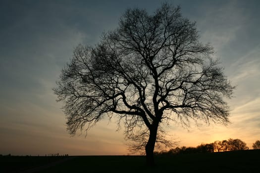 Stylish oak at dusk