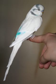 Budgerigar