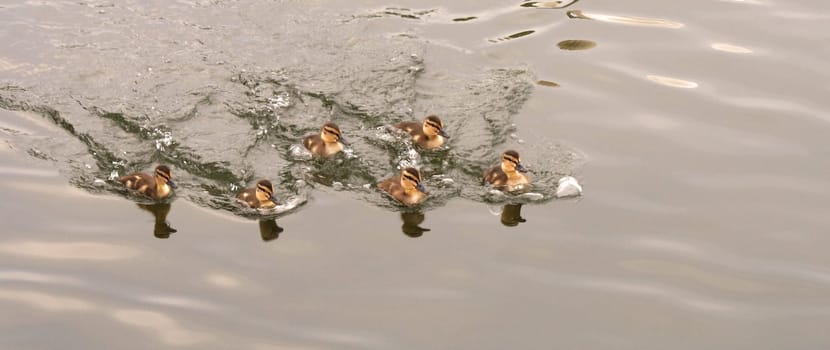 Chick Regatta