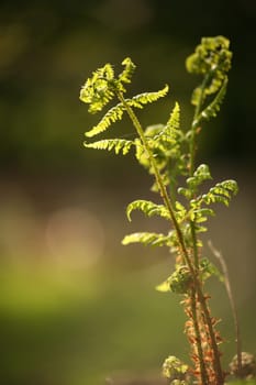Unfolding fern in backlight