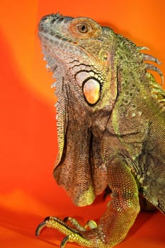 Iguana