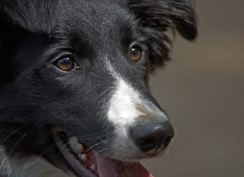 Border Collie (3)