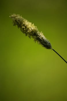 Alopecurus agrestis L.