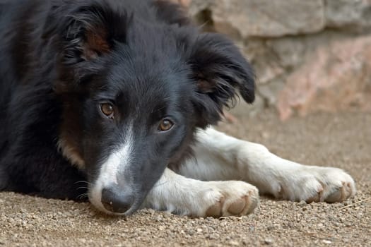 young Border Collie