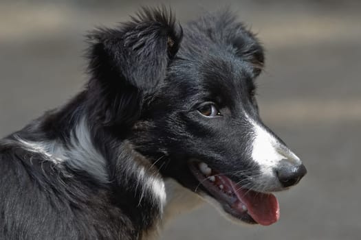 of a young border collie