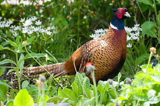 The pheasant visited me last week in my garden,with his hen. Unfortunately,I didn't catch her because she quickly fled into my roses.