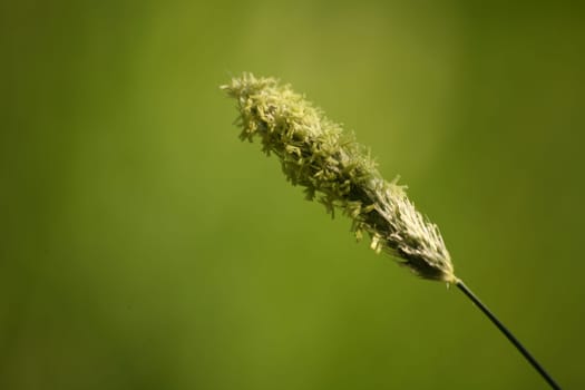 Alopecurus agrestis L.