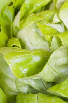 Head of lettuce