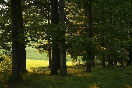 Beech forest on a spring evening