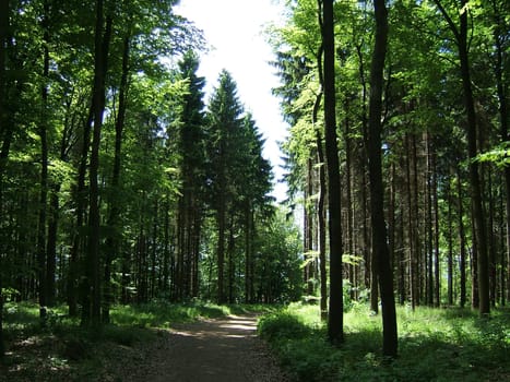 forest path