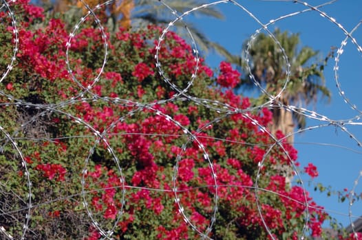 OK... Grids aren't really. Nevertheless,the contrast of "forbidden beauty"" appealed to me."