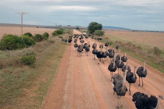 Ostrich hike