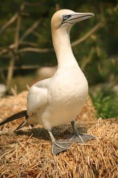 Sula bassana