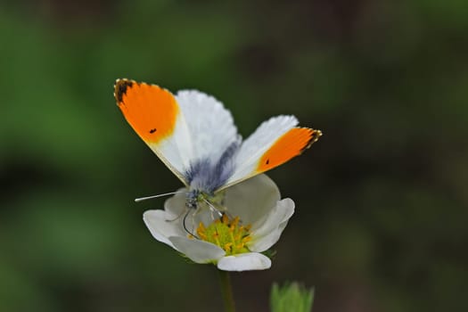Orange tip