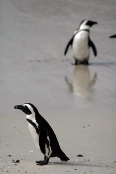 African penguins