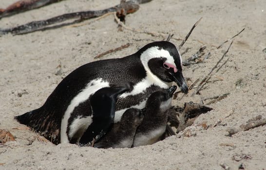 Breeding season