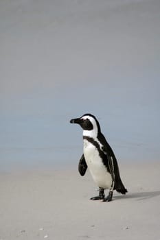 Jackass penguin