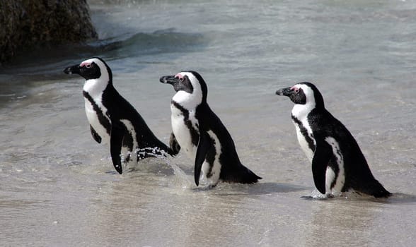 African penguins