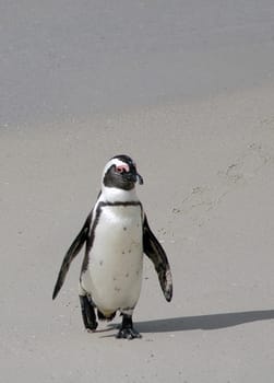 Jackass penguin