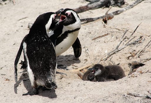 Breeding season