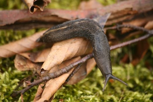 Black snail