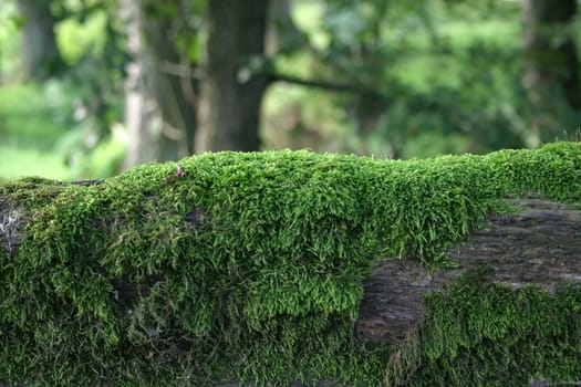 Mossy