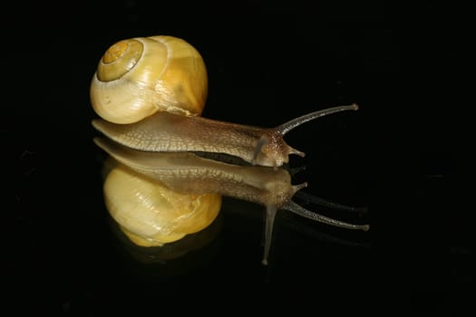 Snail 1