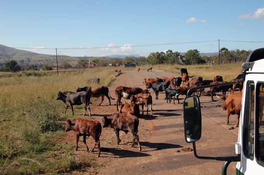 Free-roaming cows