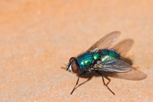 Fly