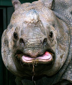 Rhinoceros Portrait