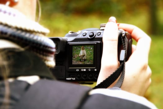 Berber monkey in viewfinder