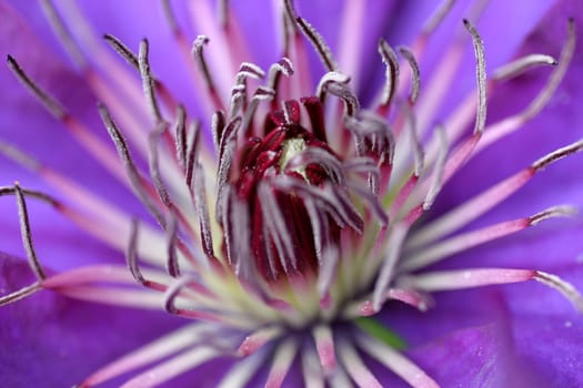 Clematis