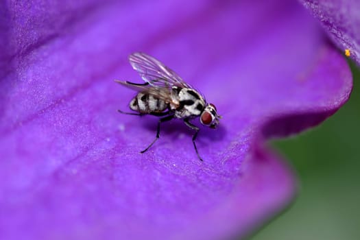 Pollen search