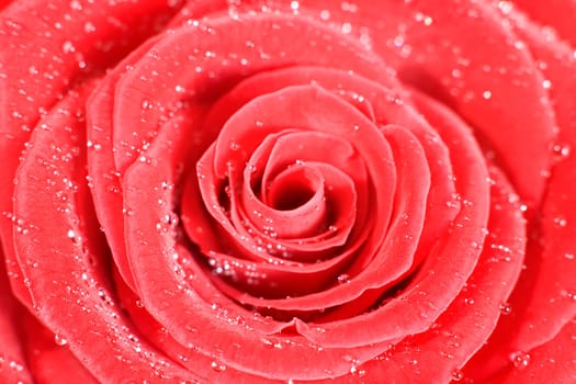 rose without hip without rosehip