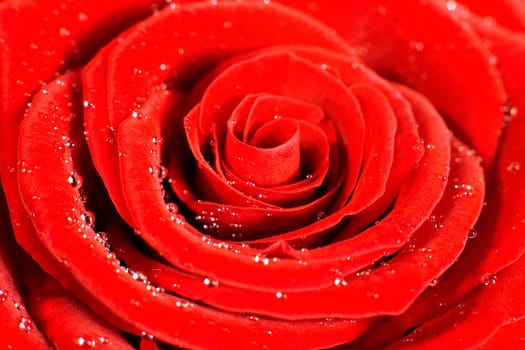 Rose1