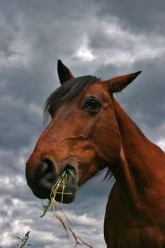 I took advantage of a rain-free moment and threw myself into the dirt in front of my horse to take a photo of the "other kind"". I don't know what he thought of it,but I think the look says it all -))"