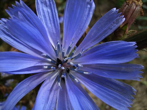 recorded in 2005 in Denmark on the beach. I have no idea what the plant is called.