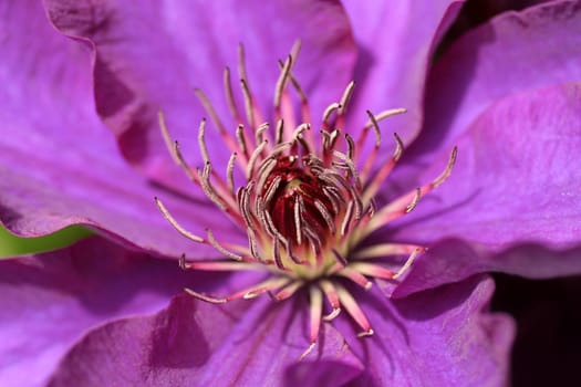 Clematis II