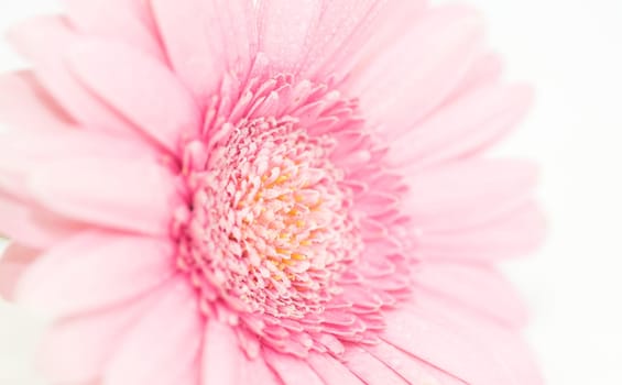 Gerbera again