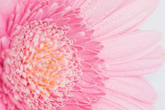 Waterdrops Gerbera