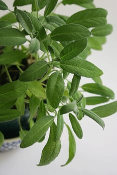 Culinary herbs sage